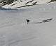  Chamois perdu sur la neige aperçu dans la descente du col de Chamoussière (c) Christophe ANTOINE
500*410 pixels (26209 octets)(i4697)