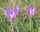  Crocus (Fin de l'hivers) ou colchique d'automne ?.. (c) Christophe ANTOINE
400*322 pixels (23747 octets)(i818)