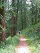 sentier entre le pont du Moulin et le départ de la piste de luge.(c) Christophe ANTOINE
300*400 pixels (30154 octets)(i211)