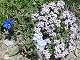  Fleurs courantes des alpages au niveau des lacs de Malrif. La Gentiane des Neiges. Des myosotis alpina ou alpestris. Pour les rose en touffe serrées je pense à des Petrocallis Pyrenaica ? (c) Christophe ANTOINE
500*376 pixels (61701 octets)(i1693)