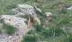  marmotte. (c) Christophe ANTOINE
365*215 pixels (12603 octets)(i1652)