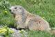  Un marmotte au depuis de l'été (peu farouche en début de saison) (c) Christophe ANTOINE
504*345 pixels (37247 octets)(i1550)