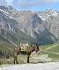  Un âne de Quer âne en route vers le refuge de la Blanche. (c) Christophe ANTOINE
424*500 pixels (26849 octets)(i1553)