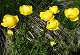  Trolle d'Europe fleur des alpages. (c) Christophe ANTOINE
500*344 pixels (44181 octets)(i1734)