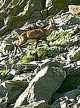 un chamois à 30m au pied des aiguilles de la Traversette. (c) Christophe ANTOINE
188*255 pixels (13944 octets)(i330)