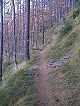  le sentier dans la forêt de Chanteloube froid et à l'ombre. (c) Christophe ANTOINE
300*400 pixels (25680 octets)(i502)