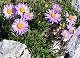  Aster (c) Monique EYMARD
500*368 pixels (69677 octets)(i4874)