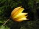La Tulipe sauvage (Ceillac), contrairement aux tulipes de nos jardins, a un parfum délicat. (c) Monique Eymard
894*671 pixels (41999 octets)(i5709)