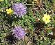 jasione montana  ou Herbe à midi de la famille des Campanulacée. Ses racine vont chercher l'eau jusqu'à 1 m.  (c) Christophe ANTOINE
356*296 pixels (36348 octets)(i551)
