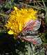  Un beau papillon  sur une belle fleur. (c) Christophe ANTOINE
427*500 pixels (31829 octets)(i3789)