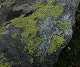 Cette mousse donne la couleur verte aux paysages. Elle recouvre nombre de rochers. (c) Christophe ANTOINE
500*419 pixels (44656 octets)(i3790)