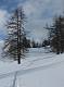  Descente depuis le sommet Bucher (grosse poudreuse). (c) Christophe ANTOINE
500*670 pixels (44713 octets)(i4833)